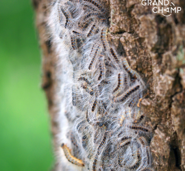 chenille processionnaire