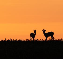 Photo des Chercheurs d'images