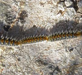 Chenille processionnaire du pin
