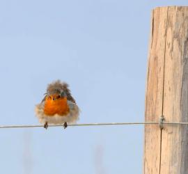 Photo Rouge-gorge Michele Monnier