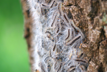 chenille processionnaire