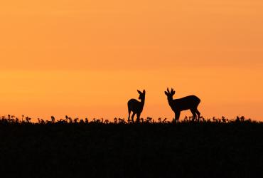 Photo des Chercheurs d'images