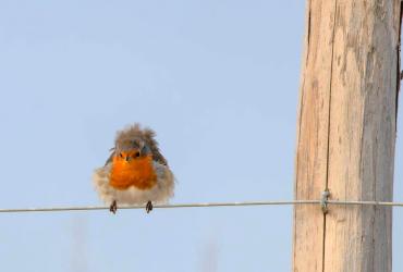 Photo Rouge-gorge Michele Monnier