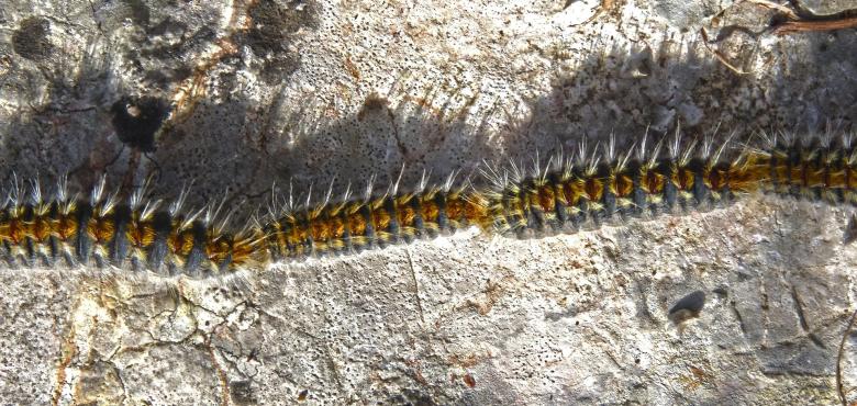 Chenille processionnaire du pin